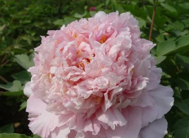 De charme en greujgewoente vaan Lu Pink Peony zien onthuld